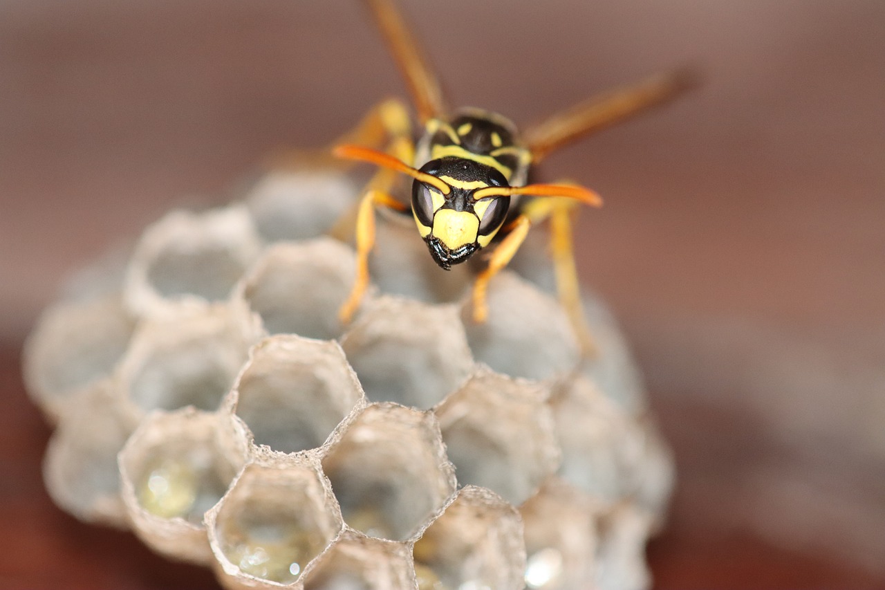 Pest Control in Homes - Health and Safety Implications